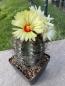 Preview: Astrophytum capricorne